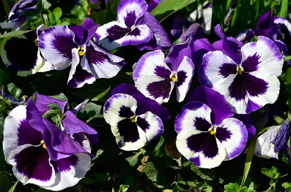 çeşitli bahçe çiçekleri, bahçe menekşeleri.