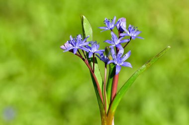 Vahşi bitkilerin ve çiçeklerin görüntüleri. Orman sümbülü fotoğrafları.