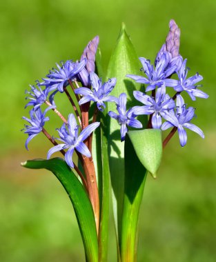 Vahşi bitkilerin ve çiçeklerin görüntüleri. Orman sümbülü fotoğrafları.