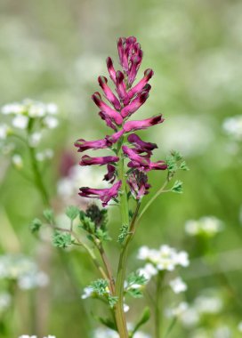 Kırsal bölgelerde yetişen şifalı bitkilerin ve çiçeklerin fotoğrafları..