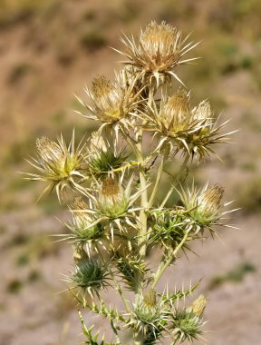 Doğal bitkiler. yabani dikenli bitki fotoğrafları.