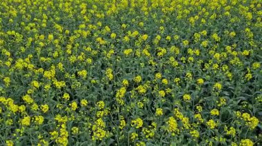 Sarı çiçekler ve tarım bitkileri, kanola tarlası videoları.