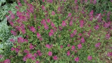 Doğal bitkiler ve çiçekler. Doğada büyüyen çiçek videoları.