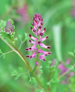 Kırsal bölgelerde yetişen şifalı bitkilerin ve çiçeklerin fotoğrafları..