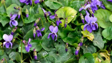 Vahşi bitkiler. Mor kır çiçeklerinin fotoğrafları.