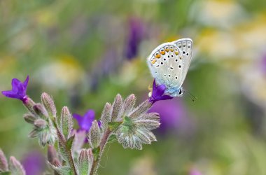 Vahşi yaşam fotoğrafları. Doğal alanlarda kelebek fotoğrafları.