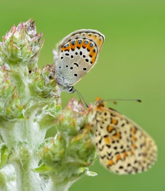 Vahşi yaşam fotoğrafları. Doğal alanlarda kelebek fotoğrafları.
