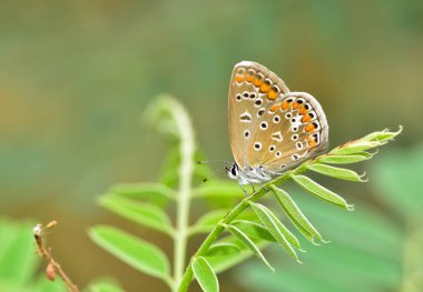 Çiçeklerle beslenen benekli kelebeklerin fotoğrafları