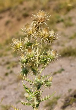 Doğal bitkiler. yabani dikenli bitki fotoğrafları.