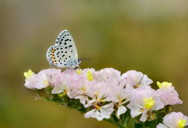 Noktalı ve küçük, vahşi kelebek resimleri