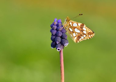 Çiçeklerle beslenen kelebeklerin fotoğrafları