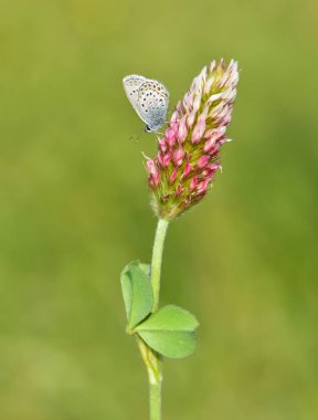 Vahşi yaşam fotoğrafları. Doğal alanlarda kelebek fotoğrafları.