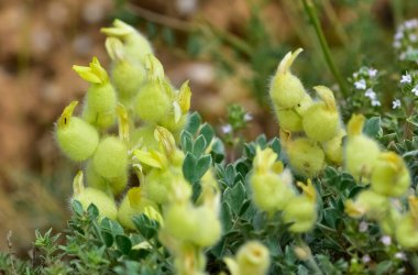 Vahşi bitkiler çiçek. Vahşi sarı çiçek fotoğrafları..