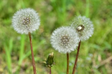 çeşitli pofuduk karahindiba çiçekli fotoğraflar