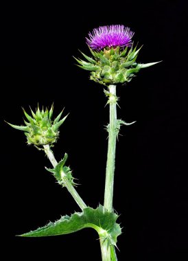 wild plants, wild thorn photos