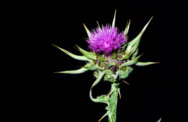 wild plants, wild thorn photos