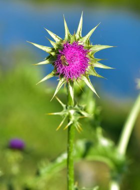 wild plants, wild thorn photos