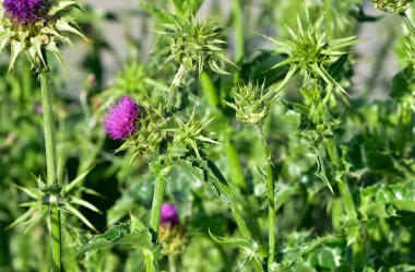 wild plants, wild thorn photos