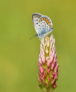 Vahşi yaşam fotoğrafları. Doğal alanlarda kelebek fotoğrafları.