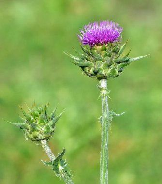 wild plants, wild thorn photos