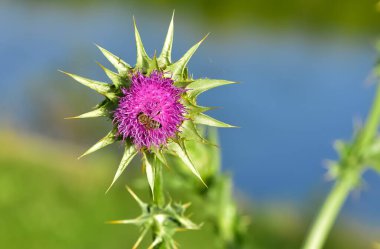 wild plants, wild thorn photos