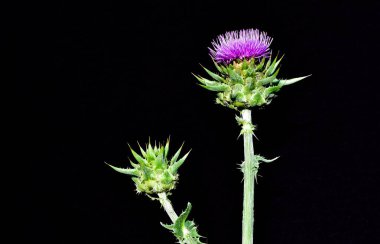 wild plants, wild thorn photos