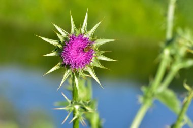 wild plants, wild thorn photos