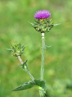 wild plants, wild thorn photos