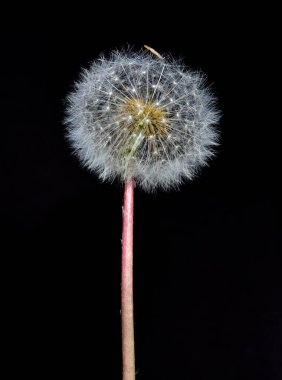 çeşitli pofuduk karahindiba çiçekli fotoğraflar