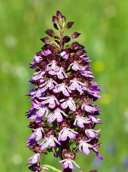Kırsal bölgelerde yetişen çiçekler. vahşi orkide fotoğrafları.