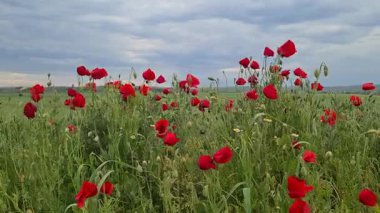 Vahşi bitkiler ve çiçekler. kırmızı haşhaş videoları.