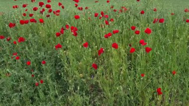 Vahşi bitkiler ve çiçekler. kırmızı haşhaş videoları.