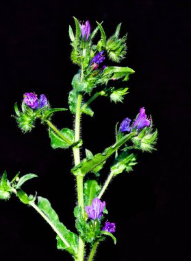 Huzurlu çiçekler ve doğal çevre