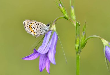 Vahşi yaşam fotoğrafları. Doğal alanlarda kelebek fotoğrafları.