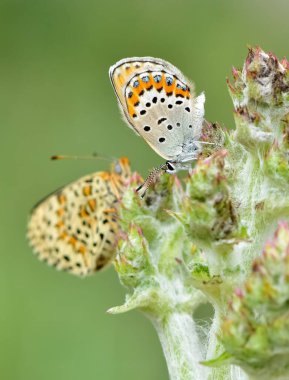 Vahşi yaşam fotoğrafları. Doğal alanlarda kelebek fotoğrafları.