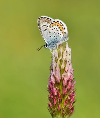 Vahşi yaşam fotoğrafları. Doğal alanlarda kelebek fotoğrafları.