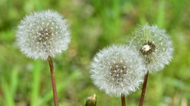 çeşitli pofuduk karahindiba çiçekli fotoğraflar