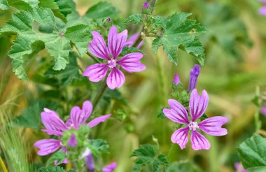 Huzurlu çiçekler ve doğal çevre