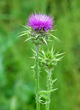wild plants, wild thorn photos