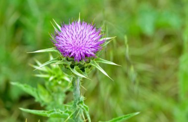 wild plants, wild thorn photos