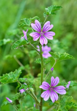 Huzurlu çiçekler ve doğal çevre