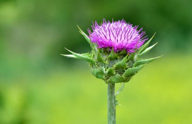 wild plants, wild thorn photos