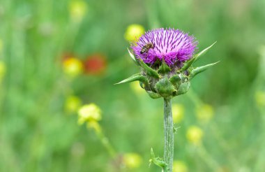 wild plants, wild thorn photos