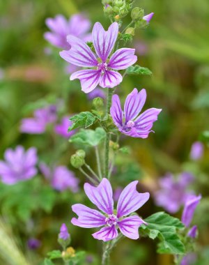 Huzurlu çiçekler ve doğal çevre