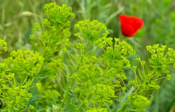 Vahşi bitki resimleri, tıbbi çiçekler. Sperm çiçekleri fotoğrafları.