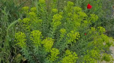 Vahşi çiçeklerin doğal olarak büyüdüğü videolar. Euphorbia çiçek videoları.