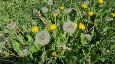 Vahşi bitkiler ve çiçekler. Karahindiba çiçeği videoları.