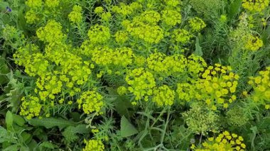 Vahşi çiçeklerin doğal olarak büyüdüğü videolar. Euphorbia çiçek videoları.