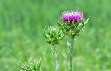 wild plants, wild thorn photos