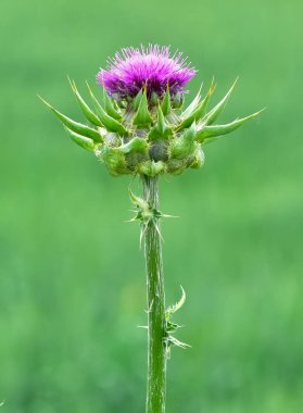 wild plants, wild thorn photos